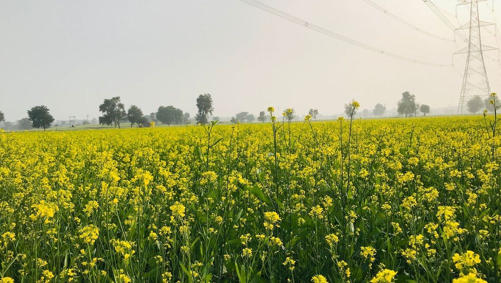 Nieuwe oogst en handelsakkoord laten het beste verhopen voor mosterdzaad.